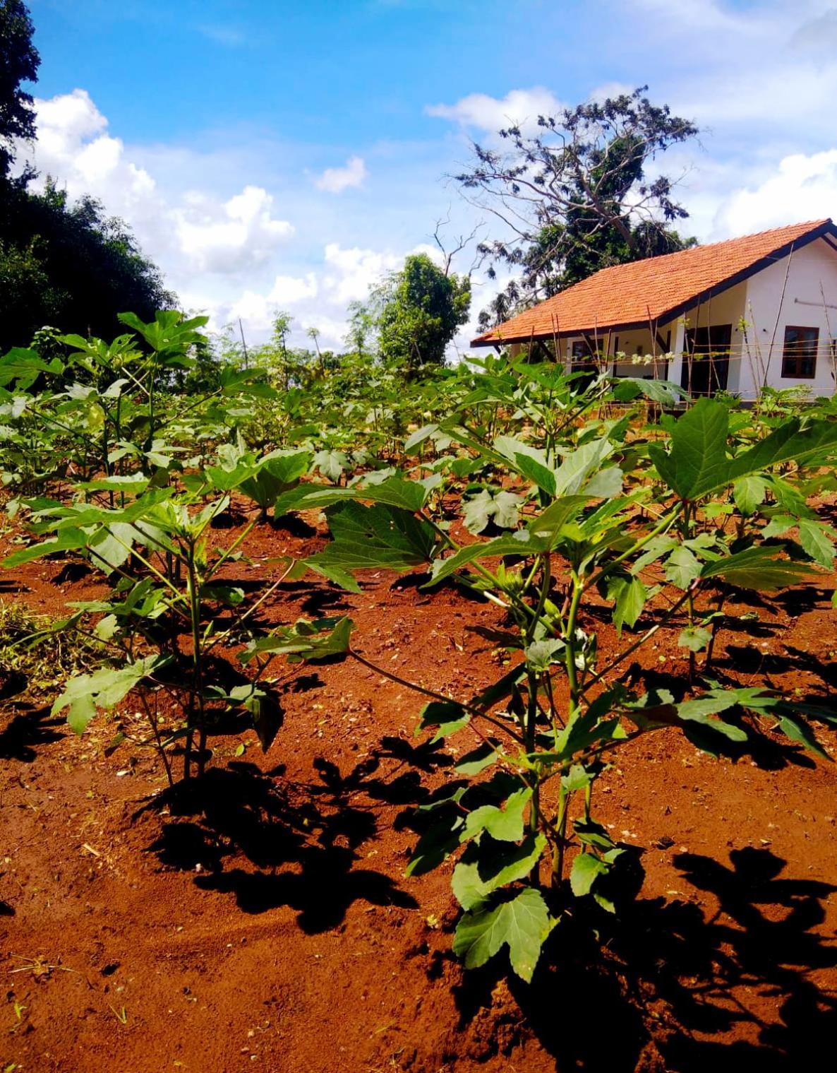 Moni Farm House Wilpattu Nochchiyagama Екстериор снимка